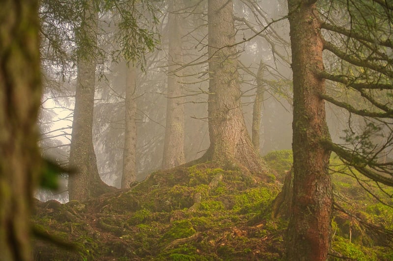 Forest Bathing Benefits
